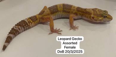 Leopard Gecko