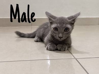 Domestic Medium Hair For Sale