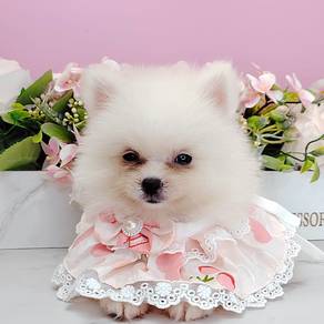 Pomeranian