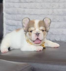 FRENCH BULLDOG PUPPIES 🌻VIP119 Long Fur / Boy