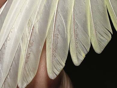 Feather Mite Removal service. Kutu/Hama Pengahilan