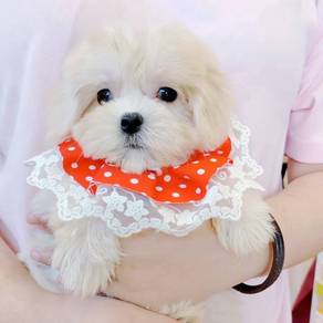 Maltese