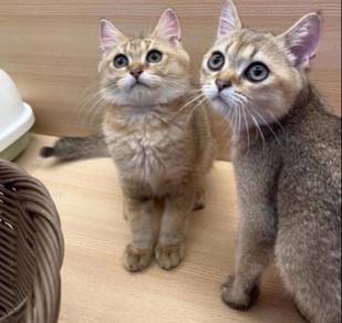 British short hair cat for sale