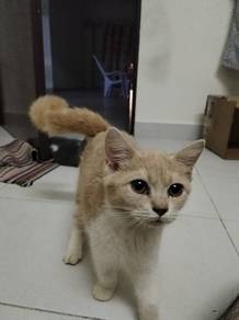 Pure BSH orange 