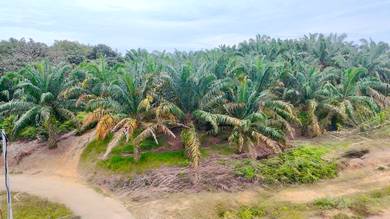 Agricultural Land in Beriah, PRK