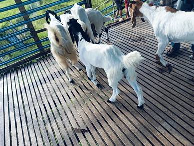 kambing