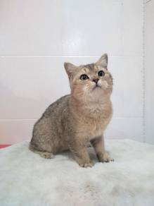 British Short Hair BSH black golden Shaded Male