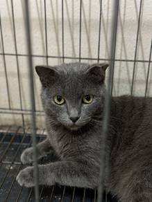 russian blue scottish
