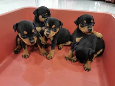 Classic Mini Pinscher / Miniature Pinscher 1803