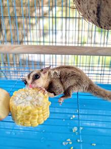 Sugar Glider