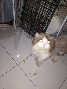 ragdoll 