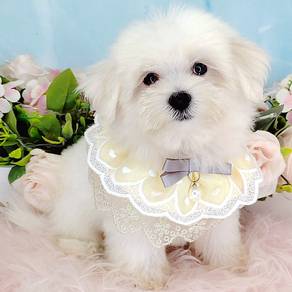 Maltese