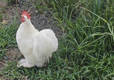 Ayam pekin
