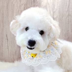 Maltipoo