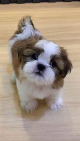 A43 Cute Shih Tzu Puppy