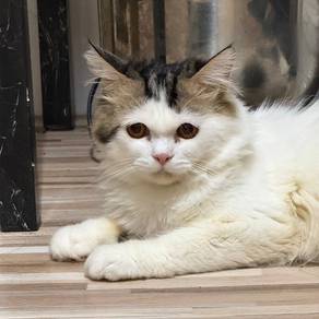 Kucing DLH