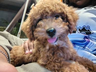 Toy Poodle 