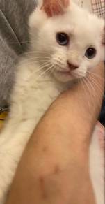 british long hair kitten with blue eye (cat )