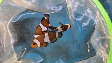 Clownfish 