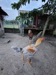 ayam siam, sabung jenis pakoi