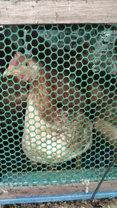 chicken 