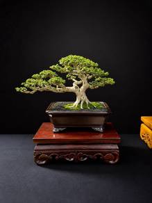 Award-Winning Show Grade Sancang Bonsai| 3 Awards