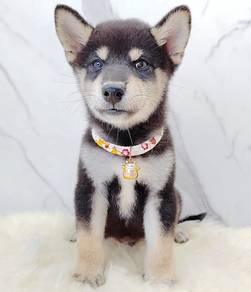 Shiba