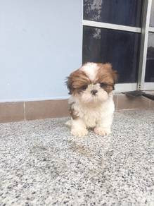 Sweet Little Shih Tzu