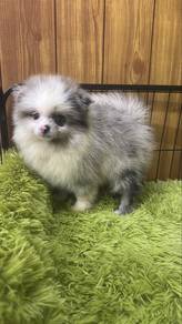 Rare Color Female Pomeranian Puppy