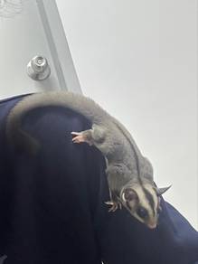 Sugar Glider Betina