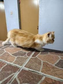 Munchkin Male Super Short