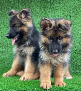 IPOH-Y21 MKA reg German Shepherd puppies