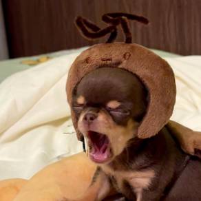 Chihuahua