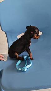 Pure! Mini Pinscher Puppy Female 0105D