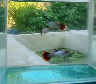 Guppy