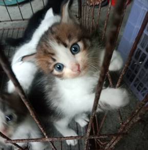 kucing untuk dijual