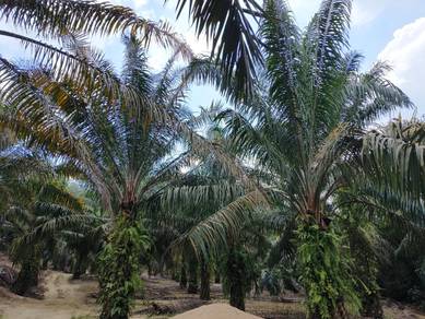 Agricultural Land in Others, PNG