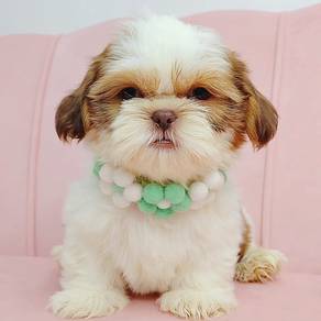 Shih Tzu