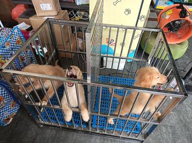 Golden Retriever 