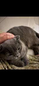 Scottish Fold | BSH for Sale