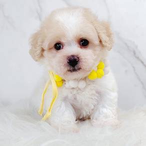 Maltipoo