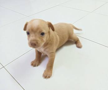 4 weeks old female Chihuahua 