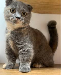 Munchkin Scottish Fold