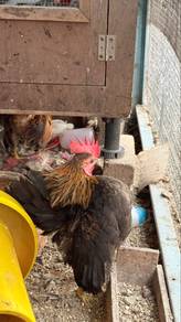 ayam serama