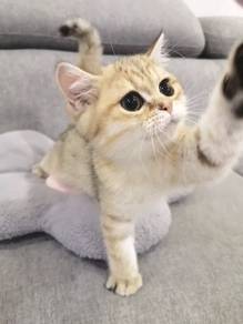 BSH British shorthair golden color