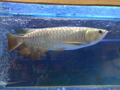 12in Power Blue Arowana Mgbb