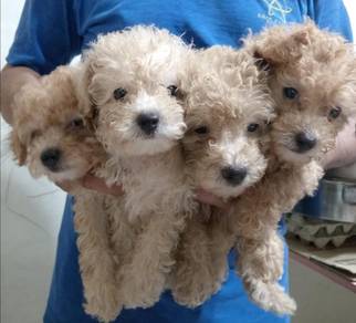 Toy poodle