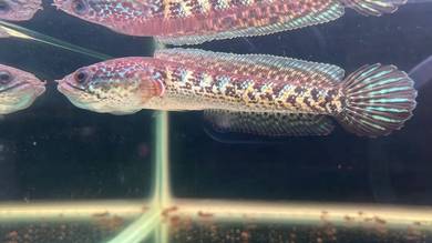 Ikan Channa Auranti Cobra fish 4.5 inch (ACS1-5)