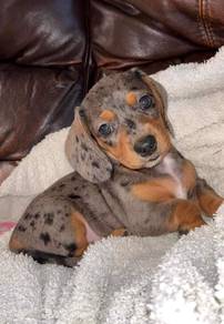 U9401 Adored Daschund / Premium Sausage / Long Bod