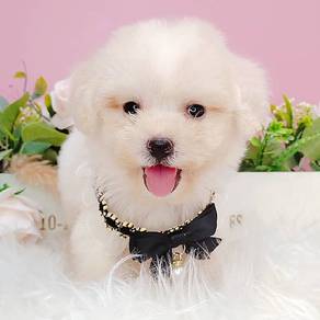 Maltipoo